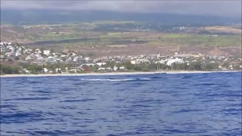 Saut de baleine impressionnant