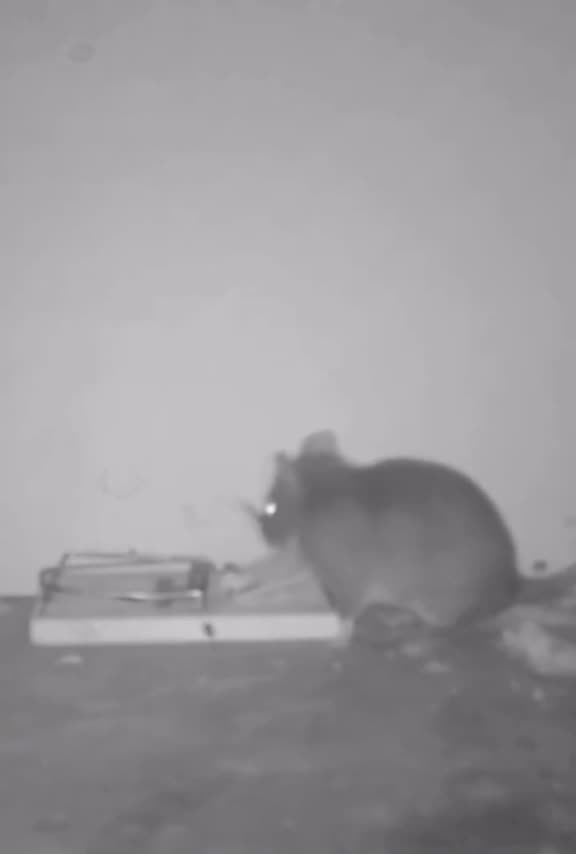 News Break: Based Animals