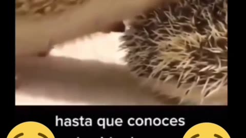 🤣Hedgehog sex🤣