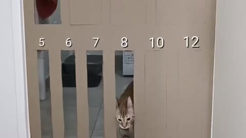 Cat Geometry