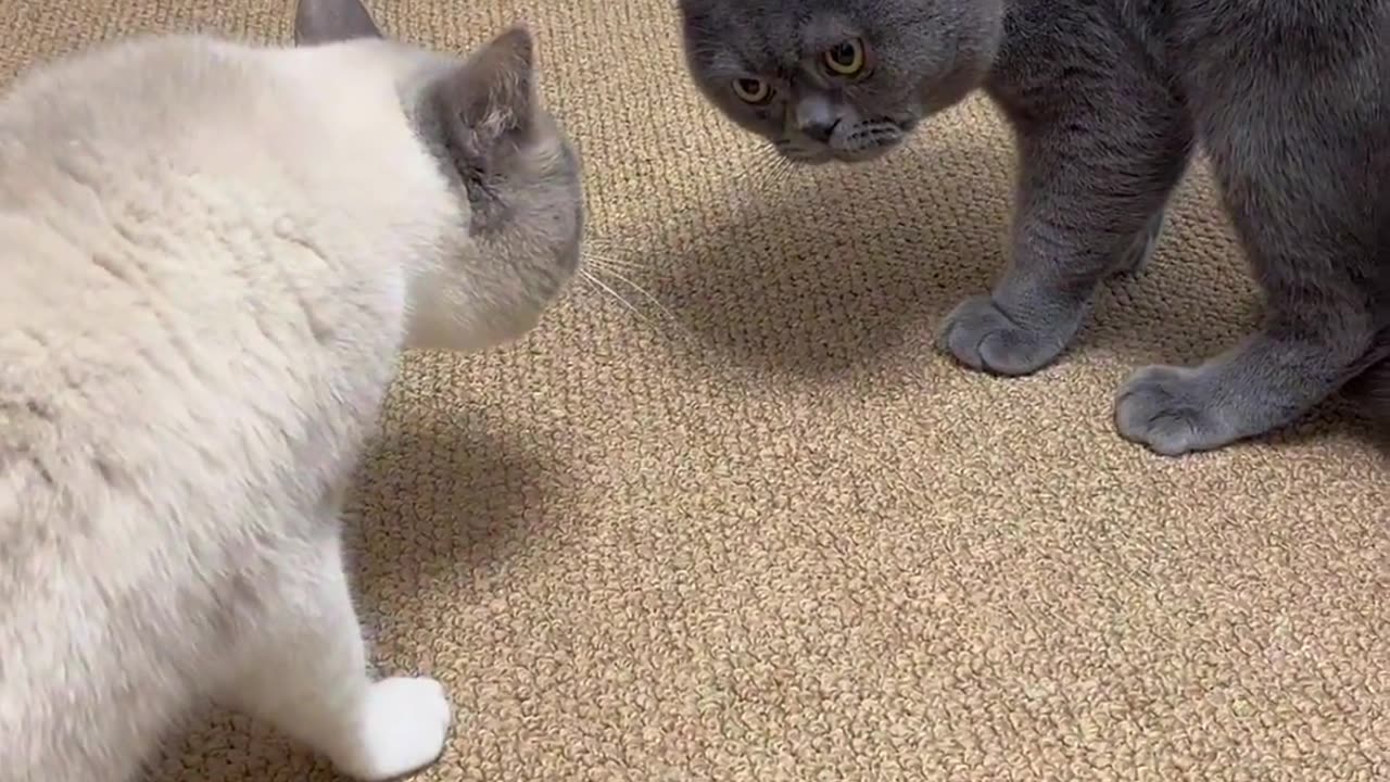 Cats fight vlog