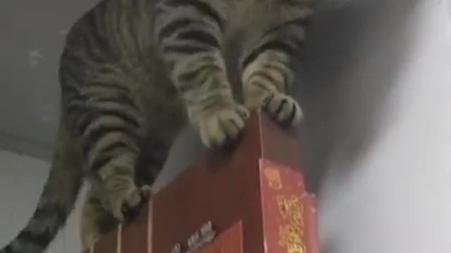 Cat videos | Funny animals | Funny cats 2021