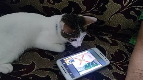 My kitten loves Tom & Jerry