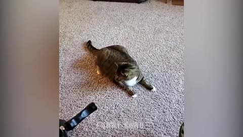 Pets Vs Laser Pointer l 🤣 Funny Pet Reaction l Furry Gang