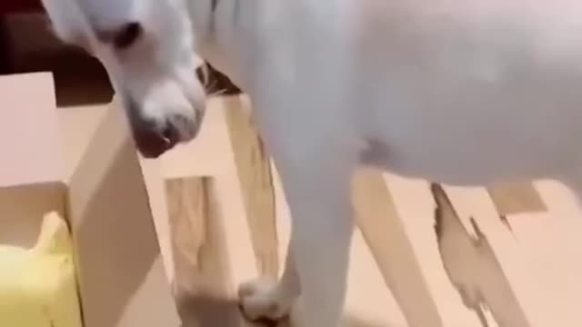 Best Funny Animal Videos 2022 - Funniest Cats And Dogs Video