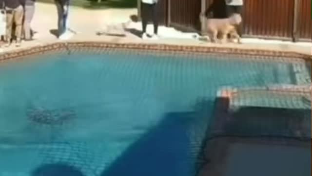 Dog runs on water