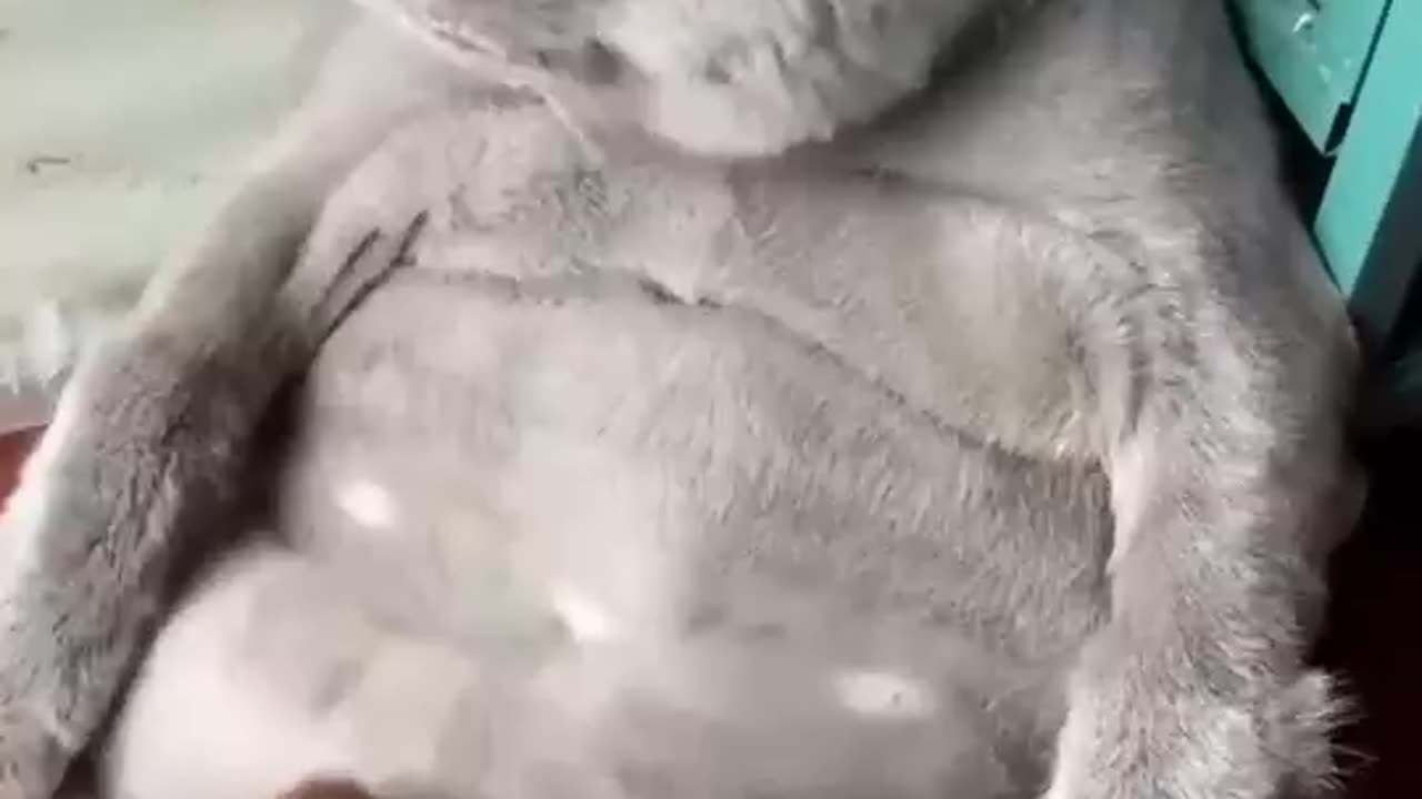 Funny Animals##