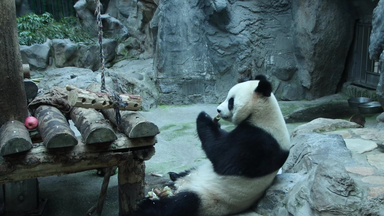 Panda Is Eating