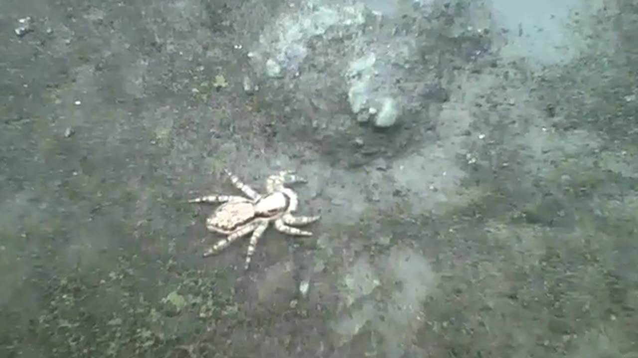 Jumping spider caught on cam next to flower and plants [Nature & Animals]