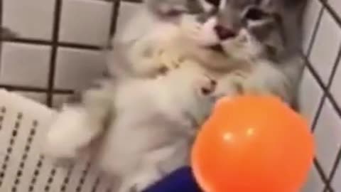 funny cats and dogs