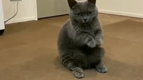 cute cat sits and tries to ask for something🤣