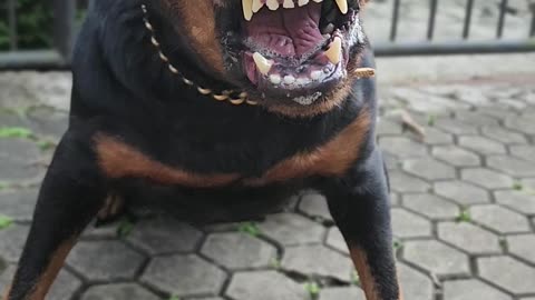 Angry Rottweiler barking