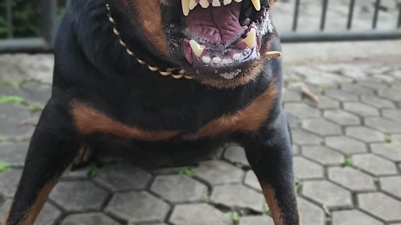 Angry Rottweiler barking