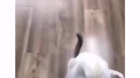 So cute baby cat 🐈 funny baby cat Cats funny video 😂 #2023