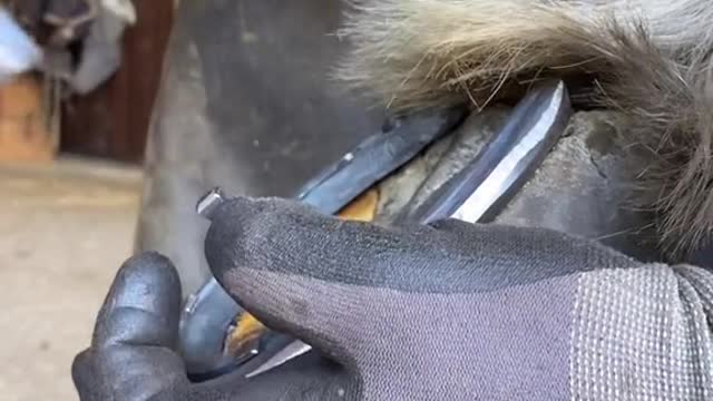 samdracottfarrier farrier satisfyingvideos