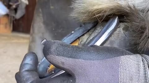 samdracottfarrier farrier satisfyingvideos