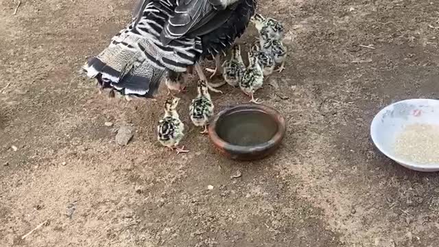 Turkey with newly hatched chicks