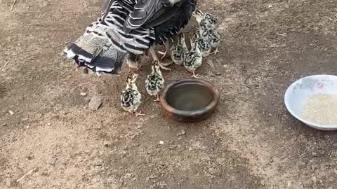 Turkey with newly hatched chicks