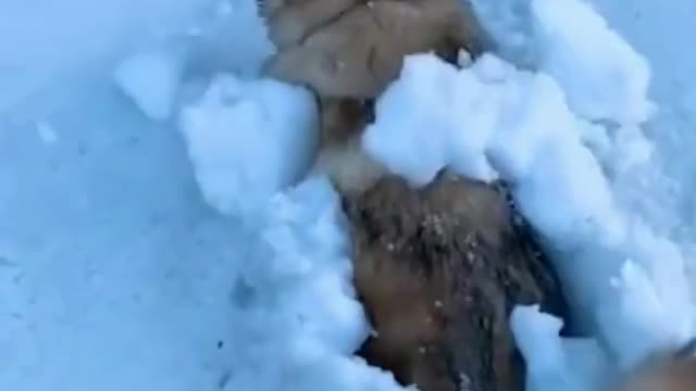 Funny Dogs in Snow 2022 Video Clips