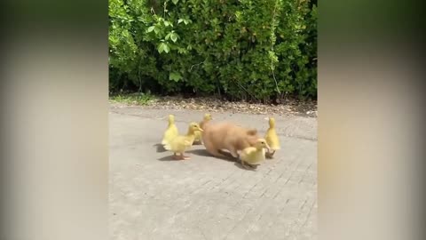 A Cute Puppy Became The Boss Of Five Ducklings #21