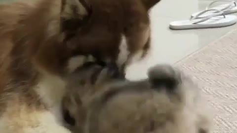 Dog with a deep love between mother and son