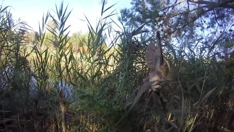 Rescuing a screech owl tangled in fishing line, New Jersey