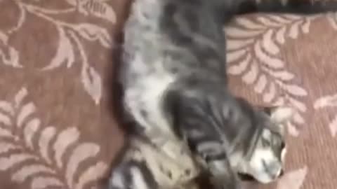 Best Funniest Animals Videos