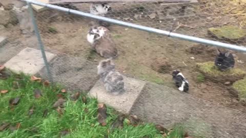 Steinplatten & Wiesenblöcke für die Kaninchen & Meerschweinchen ❤️🌾