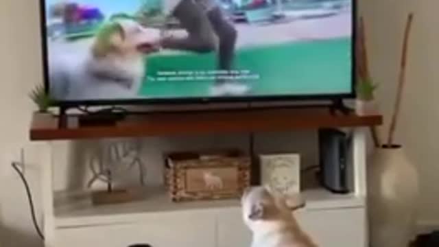 Funny dog video cute #dog short video- cute puppy shorts- #short #shortvideo #firstshortvideo