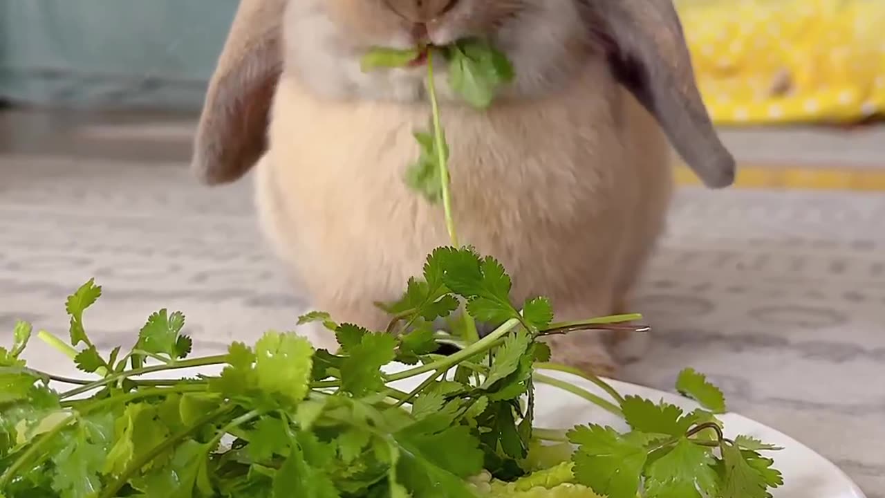 Enjoying her greens 🥬