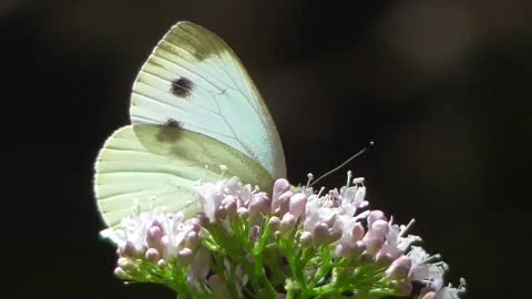 Butterfly "cavolaia"