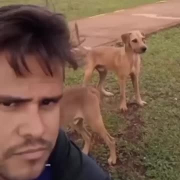 very funny cat and dogs compilation_😂😂😂😂😂😂😂_ #rumble