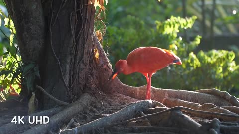 Colorful Birds in 4K - Planet Earth 4K | Beautiful Bird Sounds Nature Relaxation 4K UHD