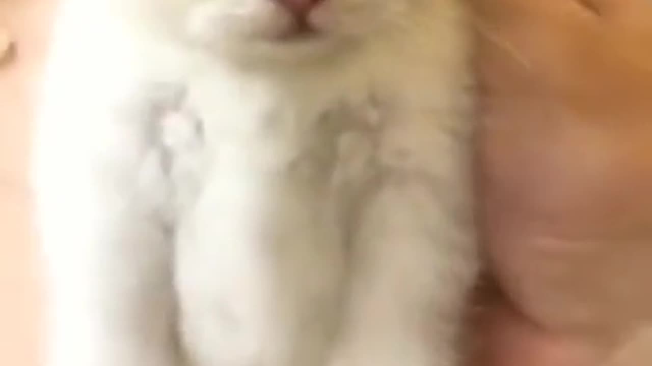 Cute cats video compilation 55
