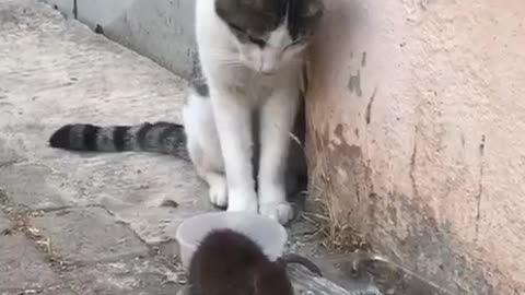 Rat bully’s cat