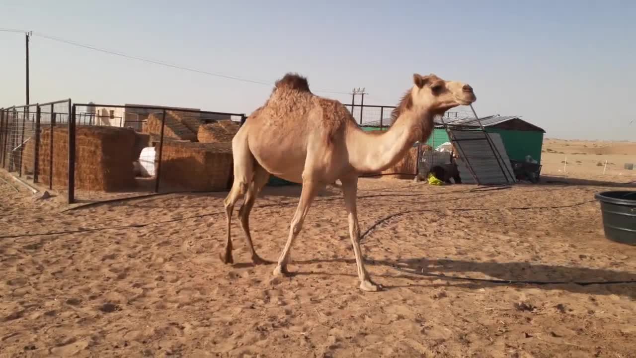 camels of uae beautiful