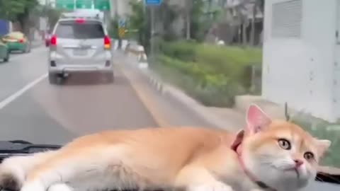 Playing cats