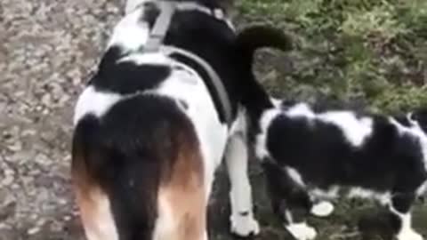 Dog Drinks Water From Puddle And Walks Together With Cat