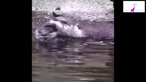 Try not to laugh at these funny animals!