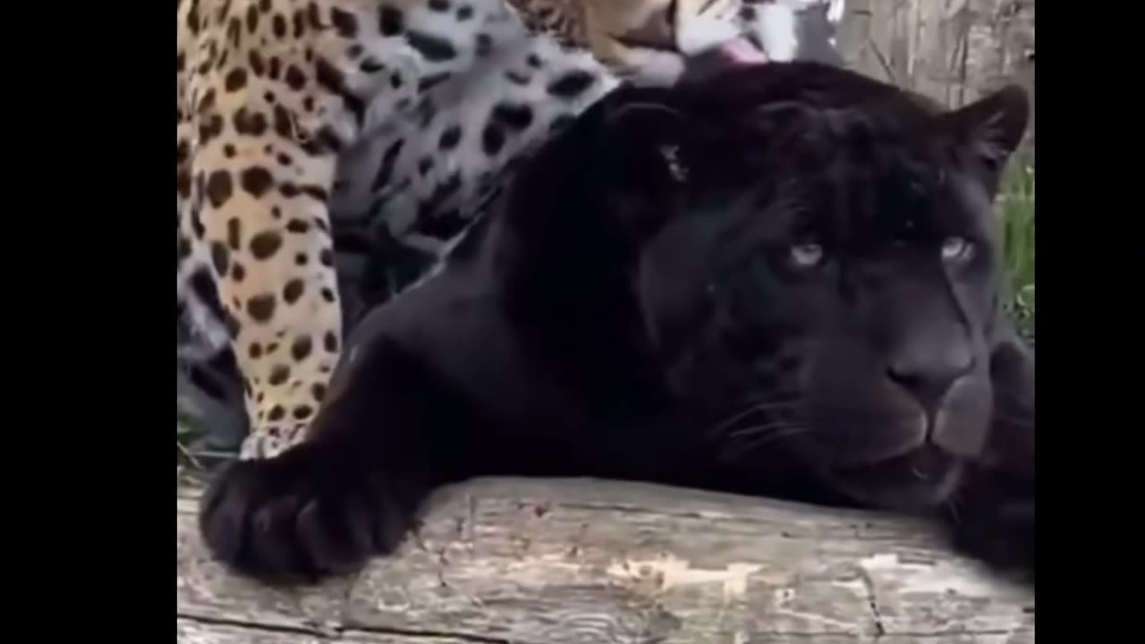Cute Black Tiger & Yellow Tiger….🐯