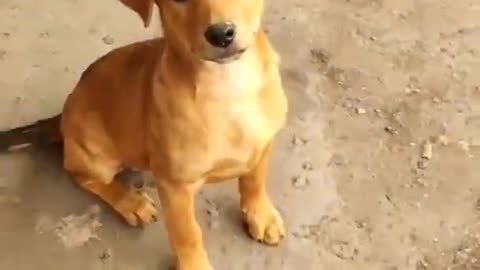 cute & funny dog -funny dog #shorts