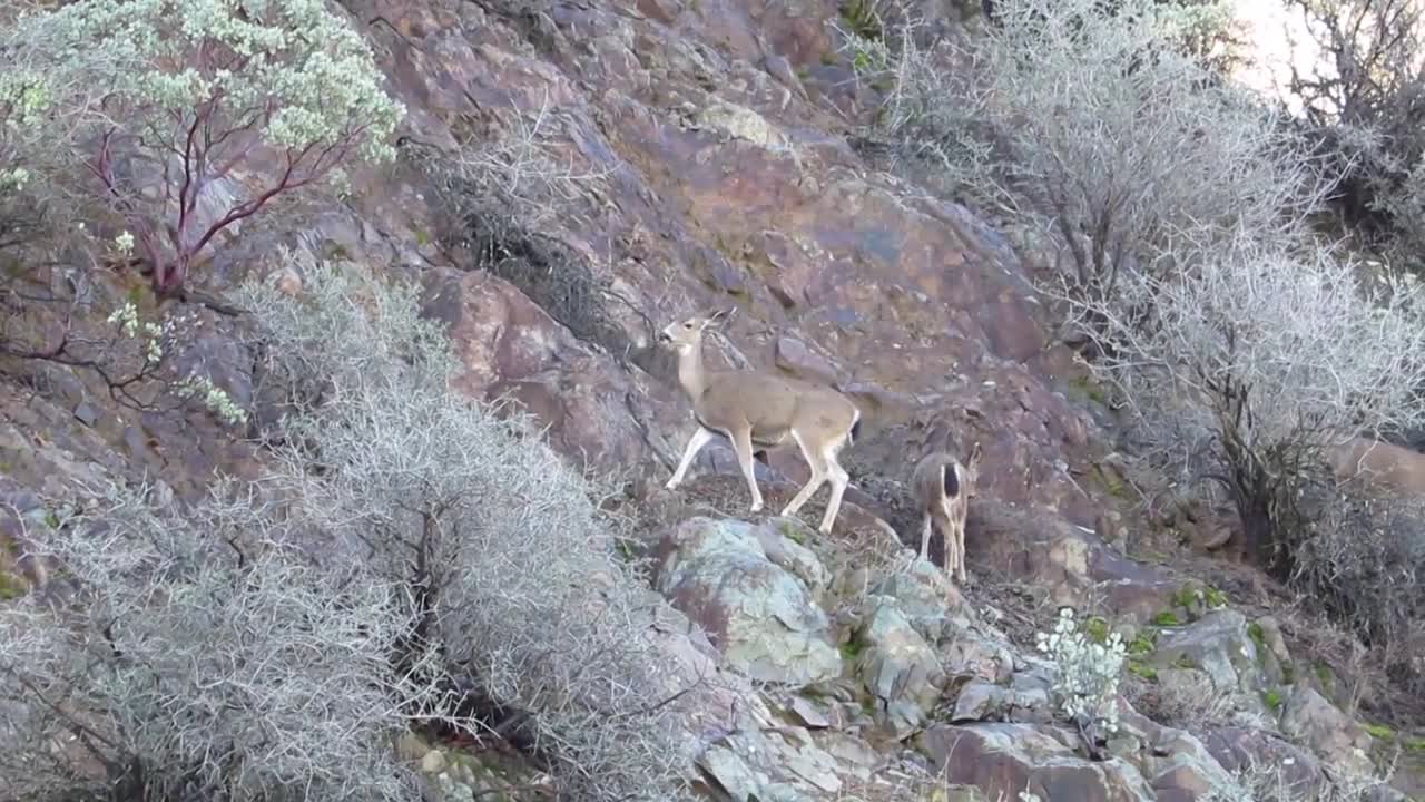 Deer Climb Cliff at Shasta Dam