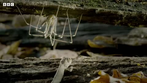 A Chameleons Race Against Time | Earth's Tropical Islands | BBC Earth