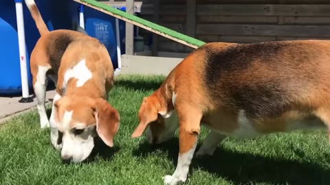 Dogs Playing in Pool