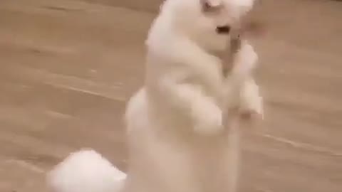 very cute cat