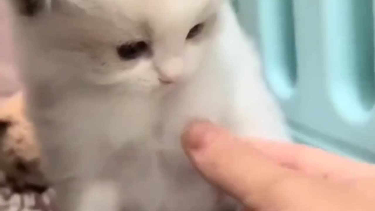 cute cat animals