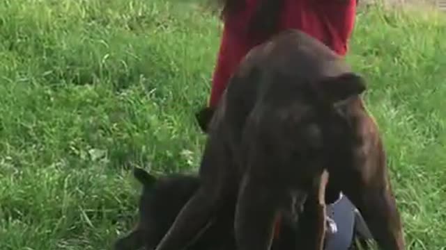 Phoenix Ridge Echo plays with her pups