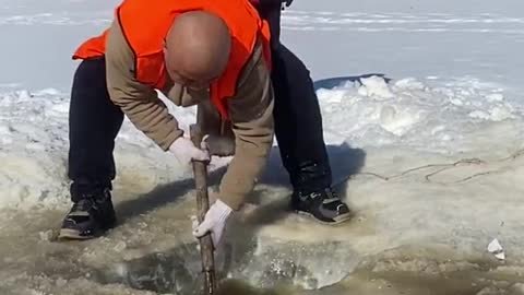 In the wild, this fish can reach a weight of 5lbs.