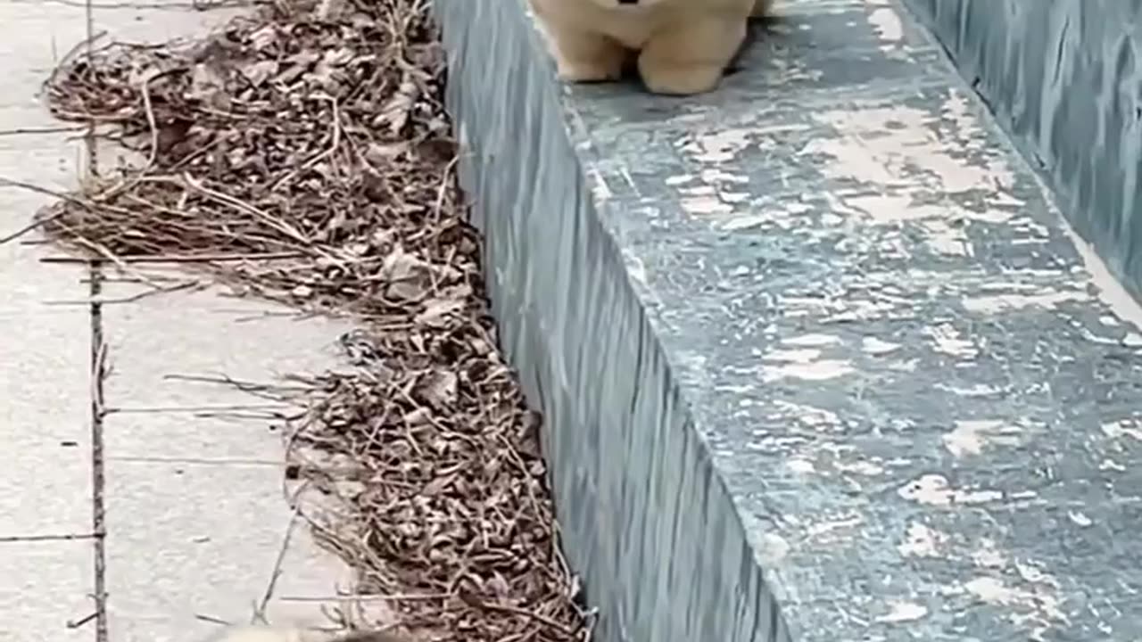 Cute cat video
