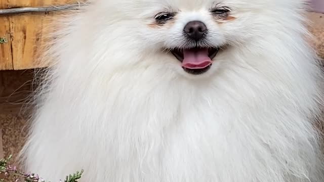 😱Cutes 🐕American 🐈dogs | Cutest dog😱 in the world 🐕| Cute dogs clips